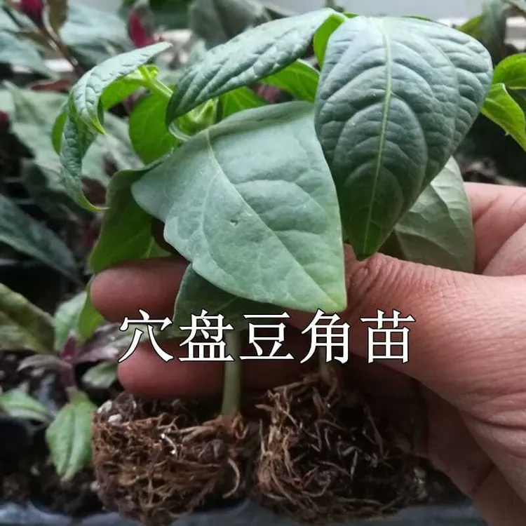 【豆角苗】豇豆春秋露天菜园蔬菜荚长80厘米左右地豆老品种四季豆