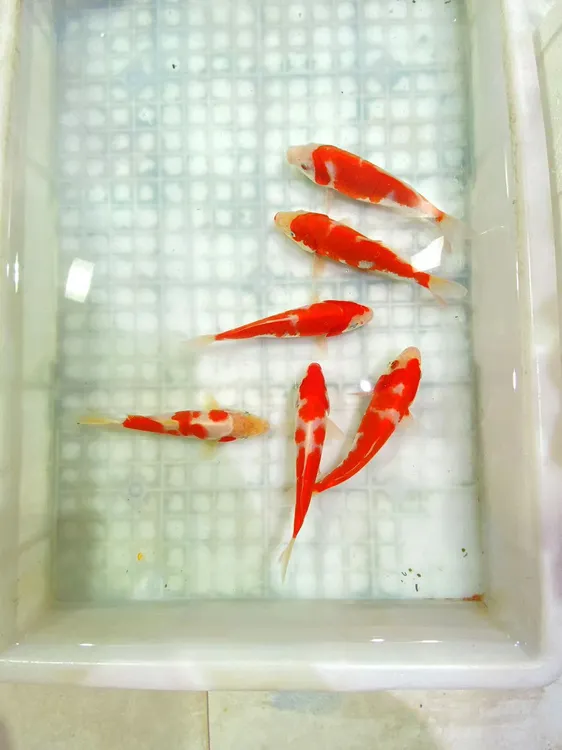 锦鲤鱼红白一物一拍