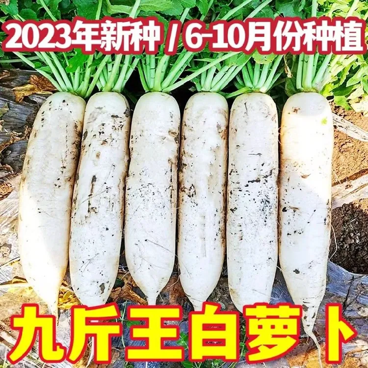 耐热耐寒九斤白萝卜种子生吃甜脆泡菜水果萝卜农家夏秋白萝卜种籽
