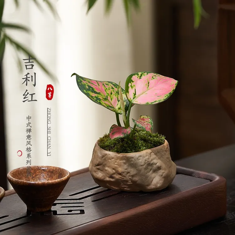 如意皇后吉利水培绿植物办公室内办公室书桌面绿萝花卉小盆栽盆景