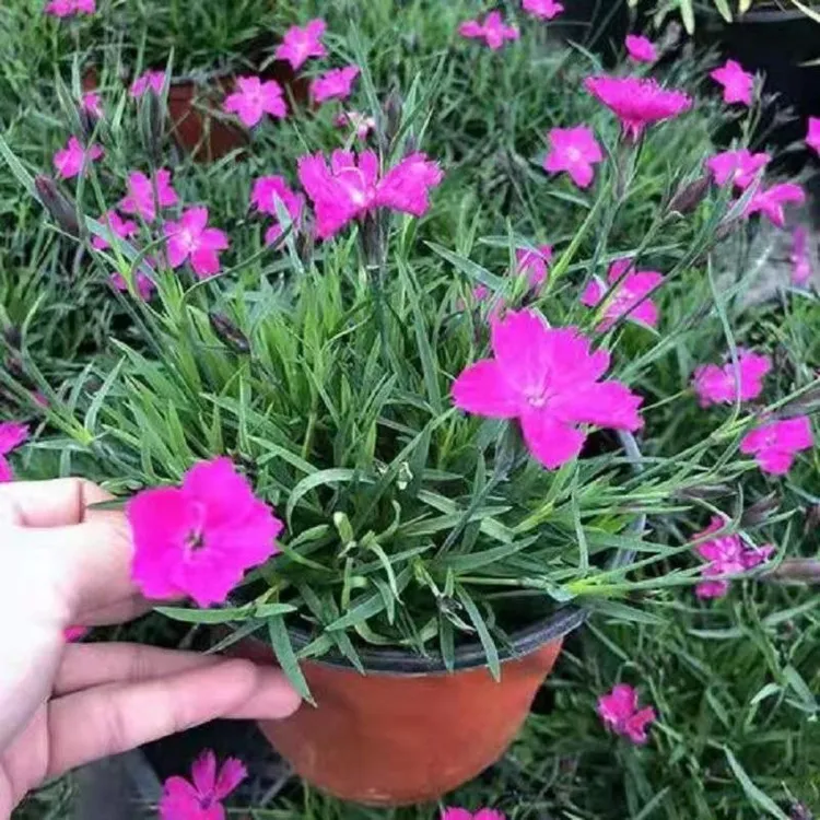 欧石竹初吻粉贝花卉盆栽花苗耐寒地被绿植庭院草坪四季开花带花苞