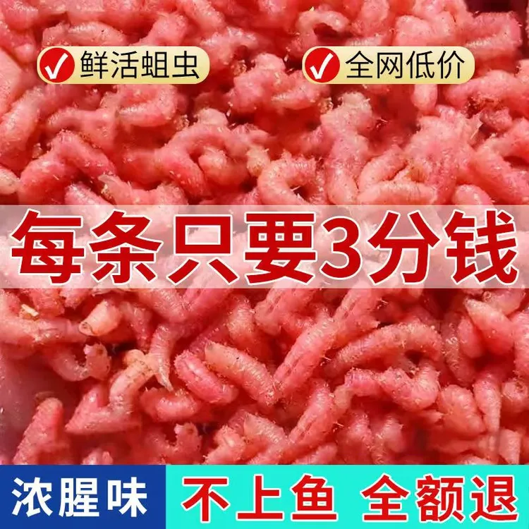 非染色新鲜红蛆虫浓香腥湖库溪流石斑鱼马口鲫鱼钓鱼饵料野钓钓饵