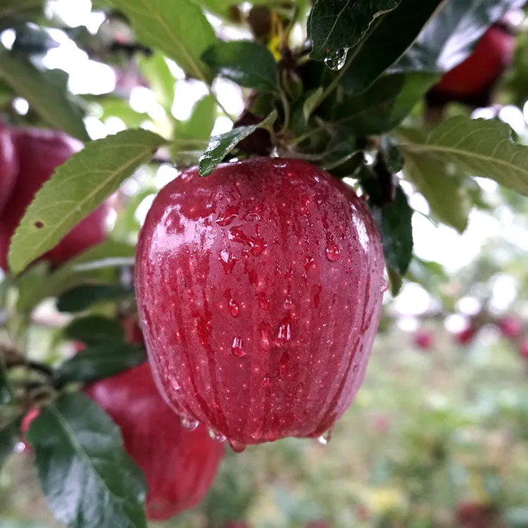 甘肃天水花牛苹果粉苹果正宗脆粉两吃当季新鲜水果红蛇果天水苹果