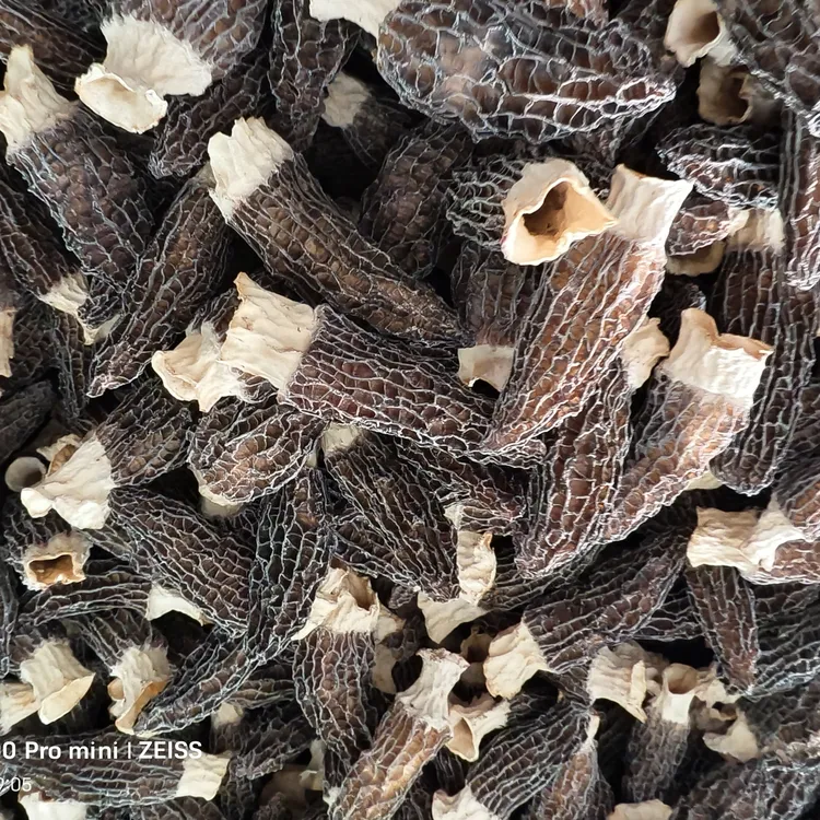 高山头茬厚肉干菌羊肚菌干货煲汤食材营养滋补