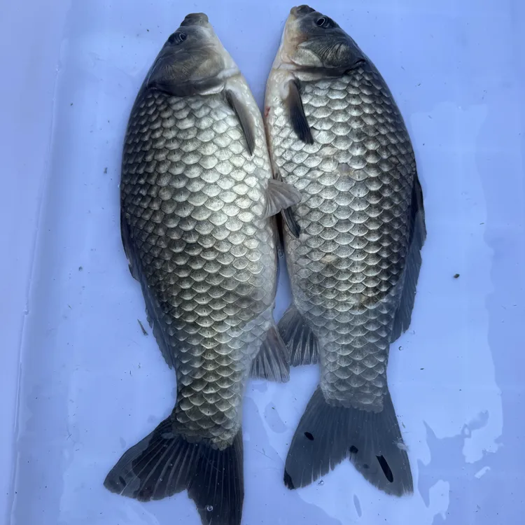 澎泽 淡水鱼观赏水族广温性商品图