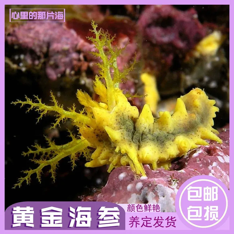 黄金海参黑海参红海参海缸翻砂吃藻生物海缸生物