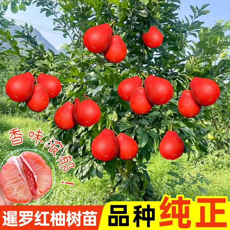 香水红柚子树苗嫁接新品种暹罗红柚苗带土带叶发货可盆栽庭院种植商品图