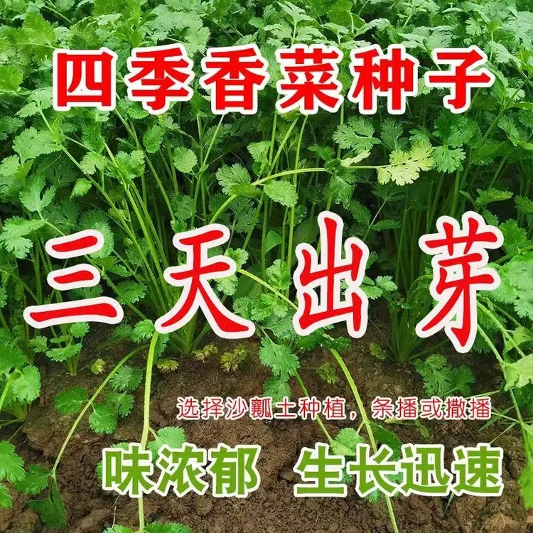 小叶香菜种子农家庭院阳台盆栽易种植味香好吃食用型蔬菜四季蔬菜