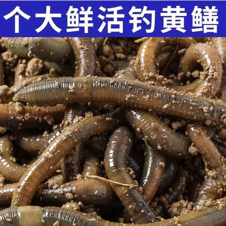 特大号蚯蚓黄鳝活体钓鱼饵料活饵鲜活野钓垂钓青蚯蚓鲜活包邮包活