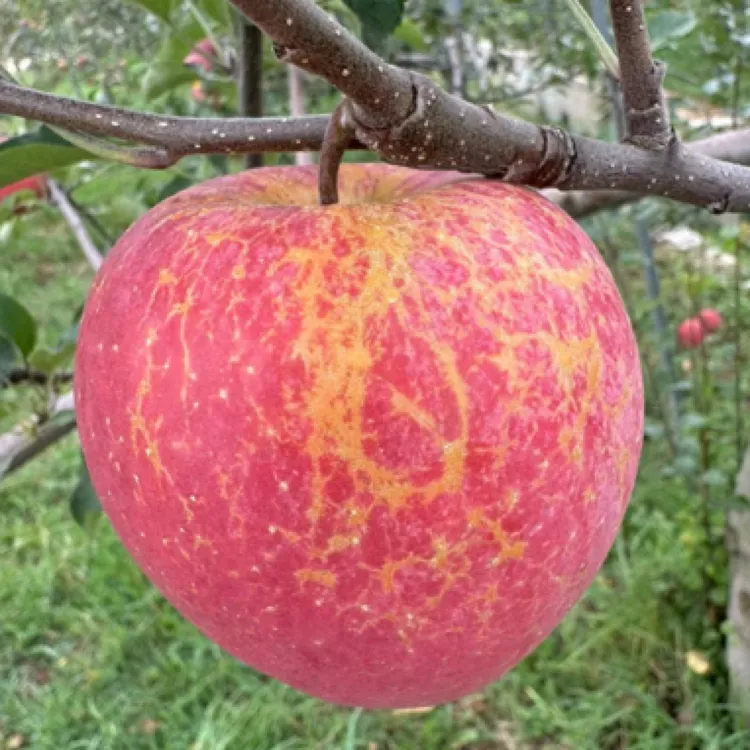 【5斤装正宗昭通丑苹果】2025云南新鲜丑苹果糖心红富士脆甜多汁2斤