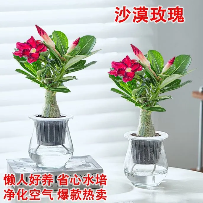 【】沙漠玫瑰盆栽室内净化空气水培植物办公室桌面四季好养活开花