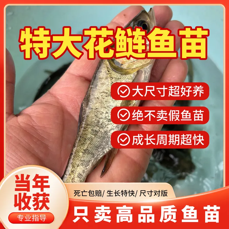 花鲢鱼黑鳙鱼胖头鱼苗大头鱼苗雄鱼淡水食用养殖包活特大