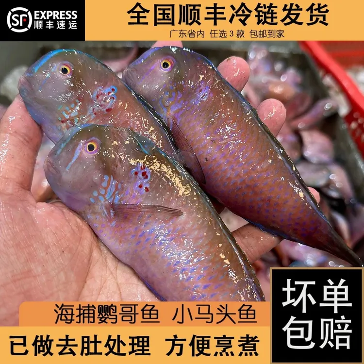 深海新鲜莺歌马头鱼杀好400克肉质鲜美适合煎煮