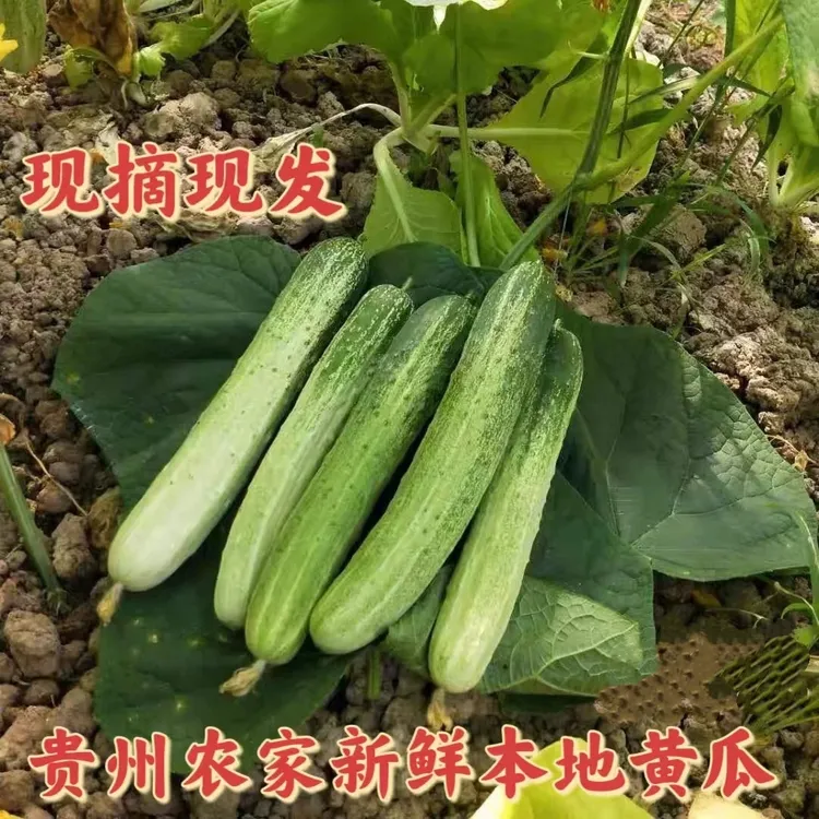 (顺丰包邮)贵州农家自种本地 黄瓜 现摘产地直发 