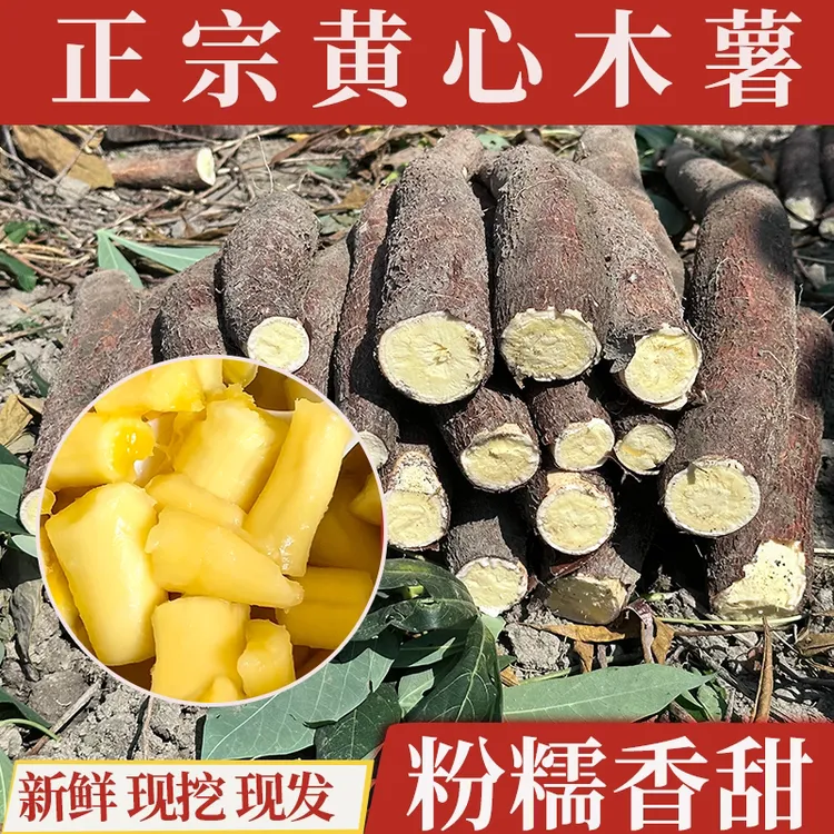 广西黄心木薯新鲜黄肉木薯羹糖水正宗现挖带皮板栗蛋黄面包软香糯