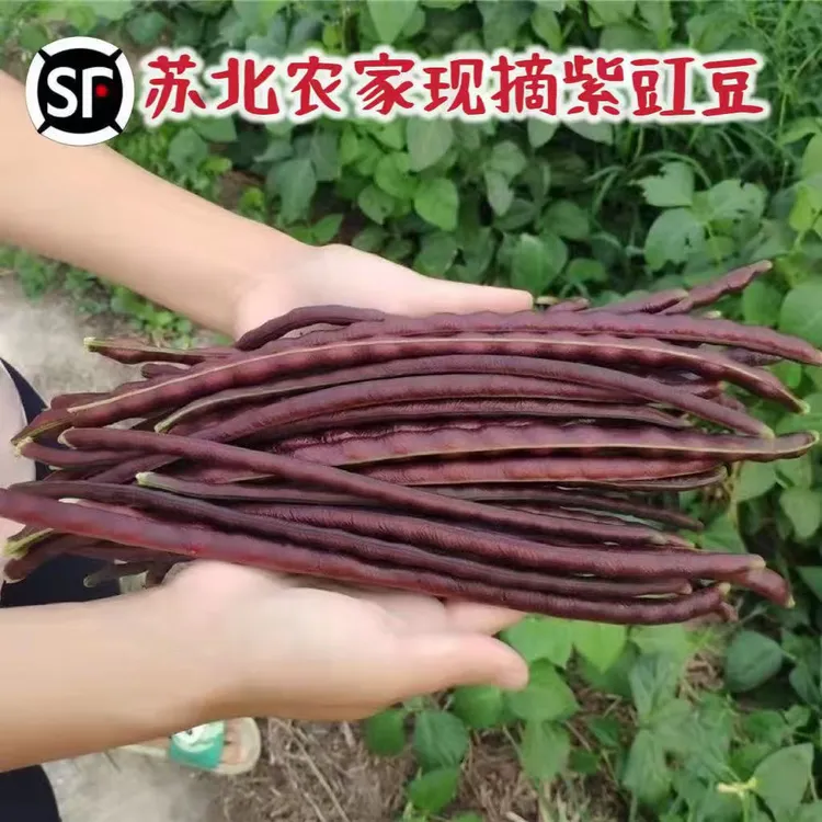 苏北农家现摘红豆角红豇豆新鲜紫豆角紫肉豆角紫红豆角蔬菜长豆角