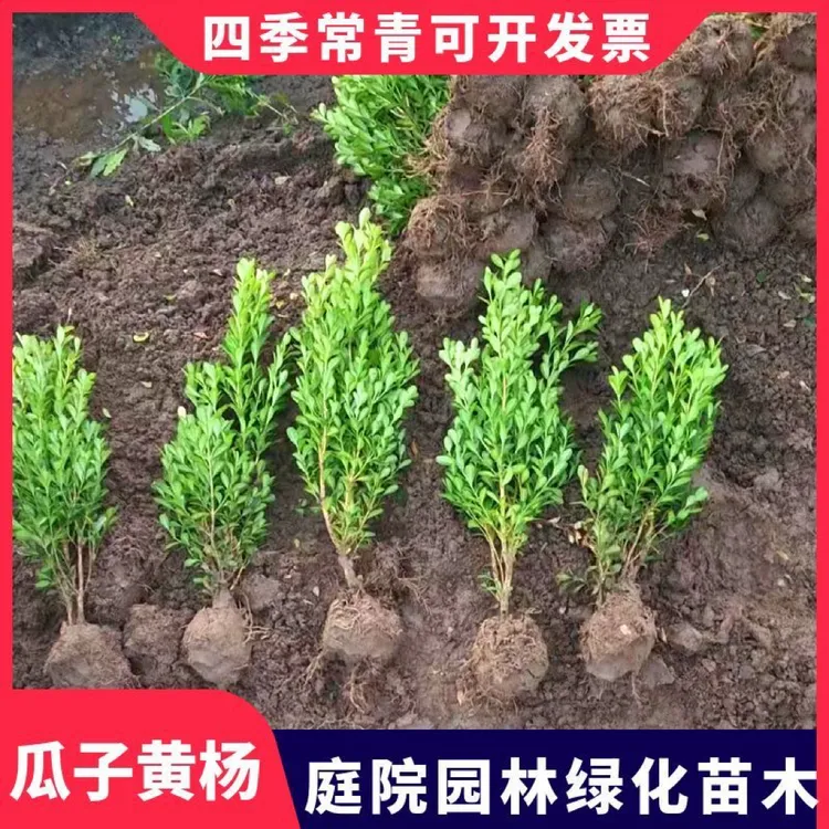 小叶黄杨苗瓜子黄杨球苗庭院篱笆绿化树苗大叶黄杨冬青苗