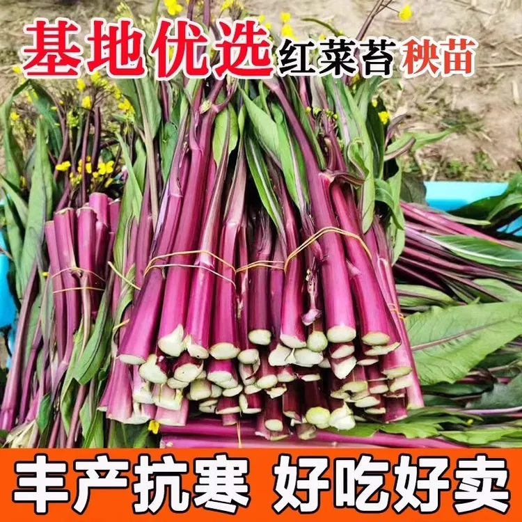 红菜苔种子种籽紫广东菜心紫菜苔耐寒高产四季蔬菜孑苗秧菜籽种植