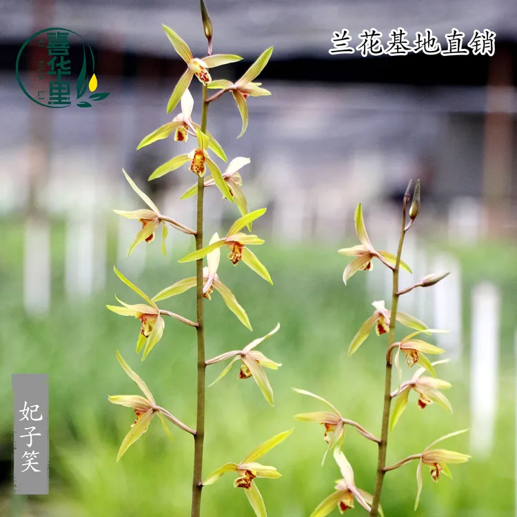 高端九华蕙兰老种妃子笑带花浓香型好养阳台客厅花卉绿植桌面盆栽