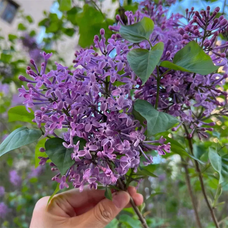 丁香花树苗浓香型花卉南北方阳台种植盆栽室内外耐寒植物四季开花