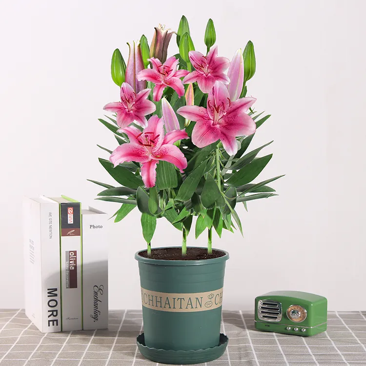 香水百合花盆栽带花苞植物室内四季开花浓香型花卉好养可水培鲜花