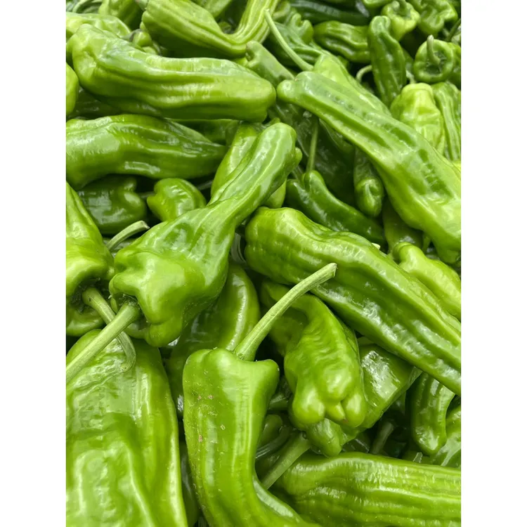 现摘现发农家自种新鲜薄皮微辣虎皮青椒蔬菜