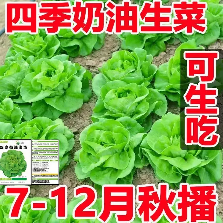 生菜种子耐寒意大利生菜籽种子四季耐热耐冻生吃甜脆冬季菜种高产