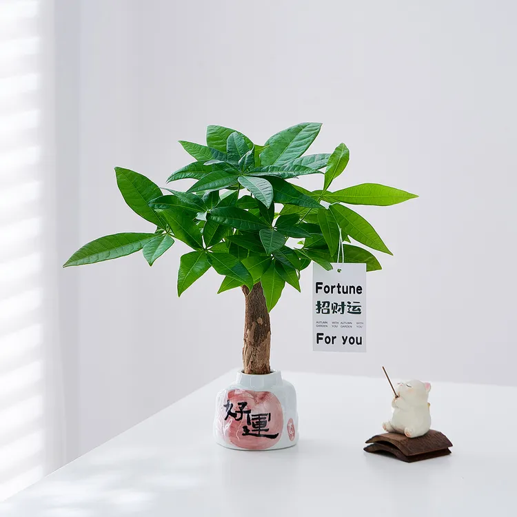 水培植物发财树办公室内招财绿植摆件桌面小盆栽净化空气好养耐阴