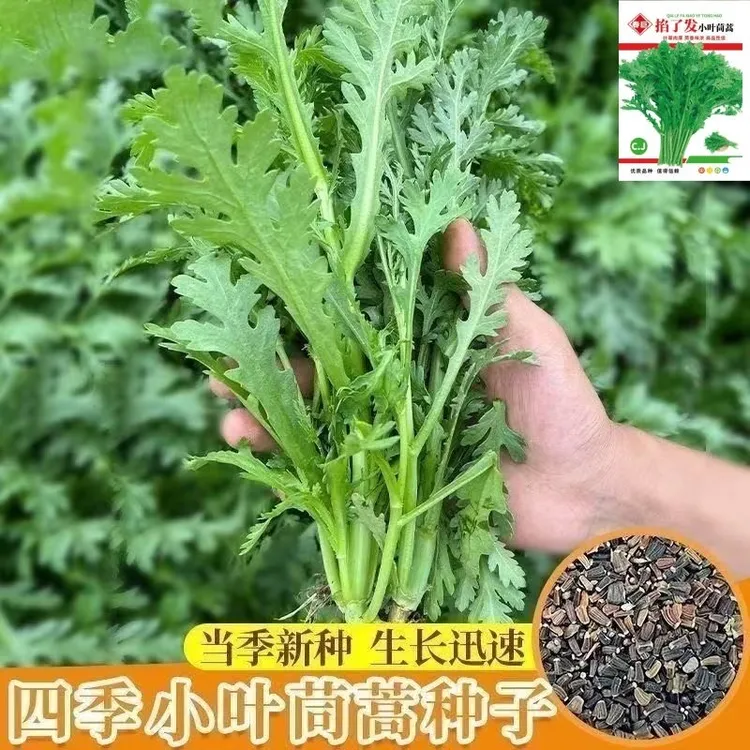 皇帝菜小叶茼蒿种子青菜种籽春菊菜种茼蒿菜种籽农家四季蔬菜种籽