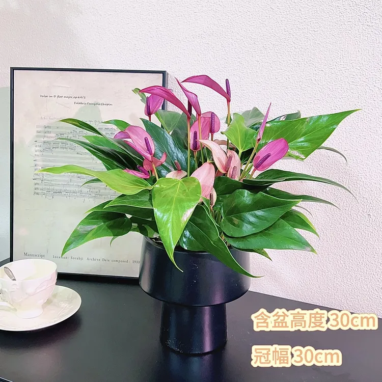 齐祖紫掌大号多花稀有香妃紫掌室内办公室高档绿植盆栽花期超大