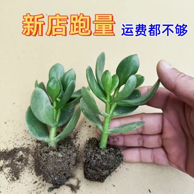 大叶玉树苗金枝玉叶多肉盆栽老桩办公室内四季常青客厅招财绿植