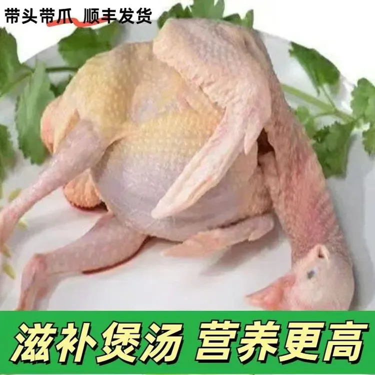 【农家散养】鸽子肉新鲜现杀乳鸽鸽子批发1年半以上鸽子肉生鲜