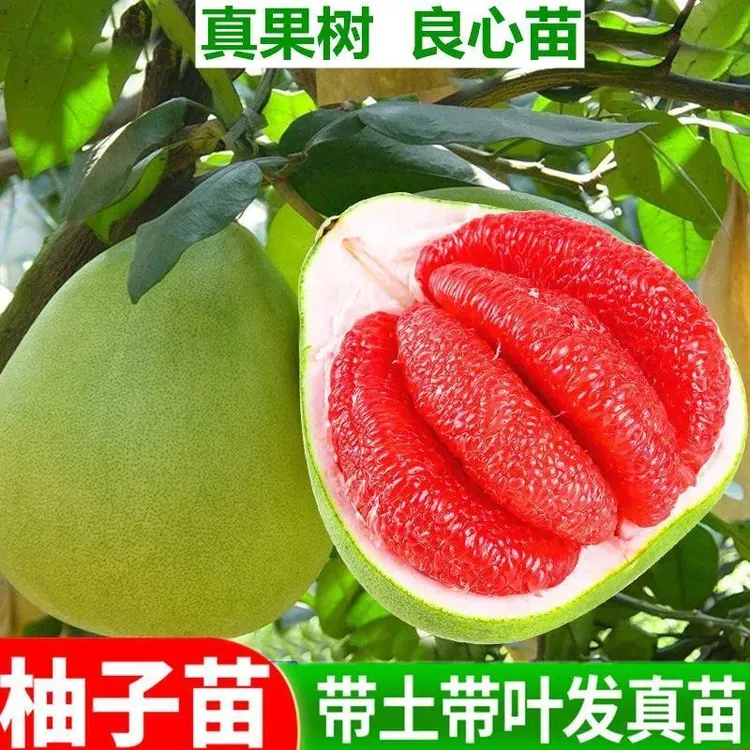 正宗嫁接柚子树苗薄皮大果红柚沙田柚盆栽地栽南北方耐寒种植庭院