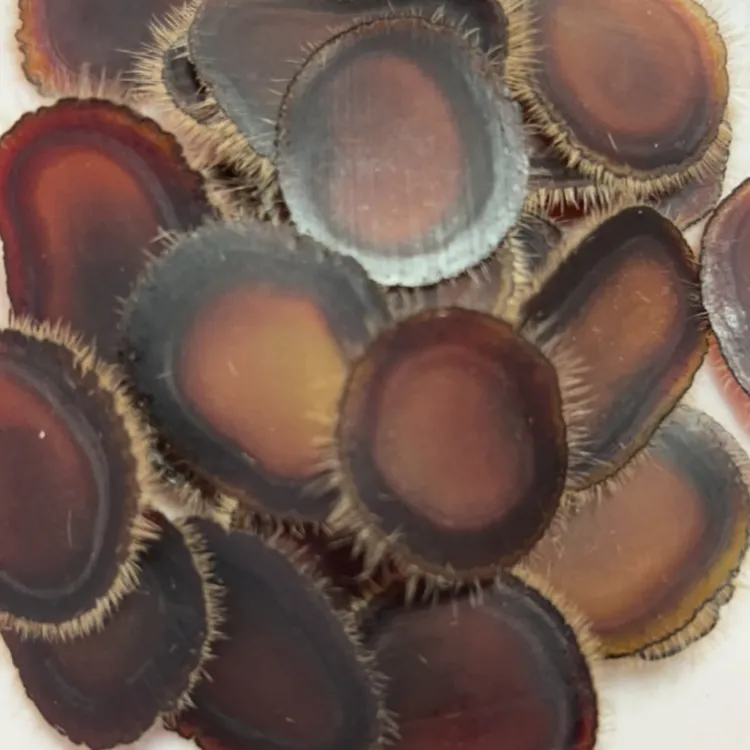 鹿茸全腊片可泡水泡茶营养滋补