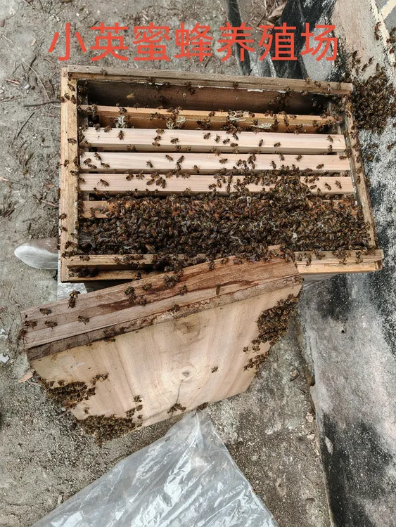 蜜蜂群蜜蜂带中箱427脾箱落地即养养蜂蜂箱养蜂工具