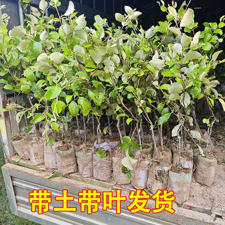 正宗大青枣苗原土带叶发货嫁接苗南方果树苗牛奶大青枣广西盆栽