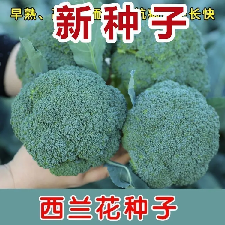 .爆款有机耐寒西兰花种子四季花椰菜绿宝石南北方种植耐热抗冻蔬