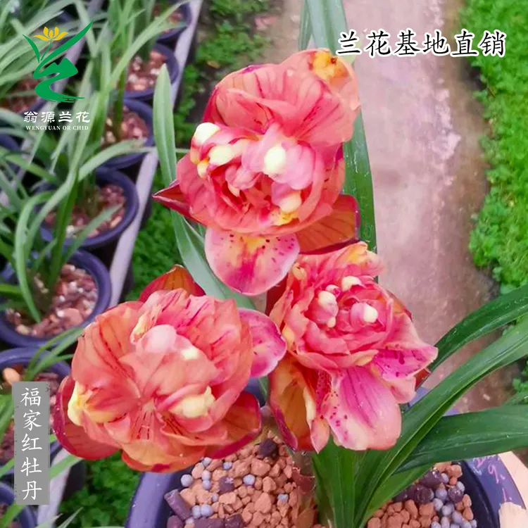 兰花高端正品春剑福家红牡丹红奇花带花浓香绿植花卉桌面盆栽阳台