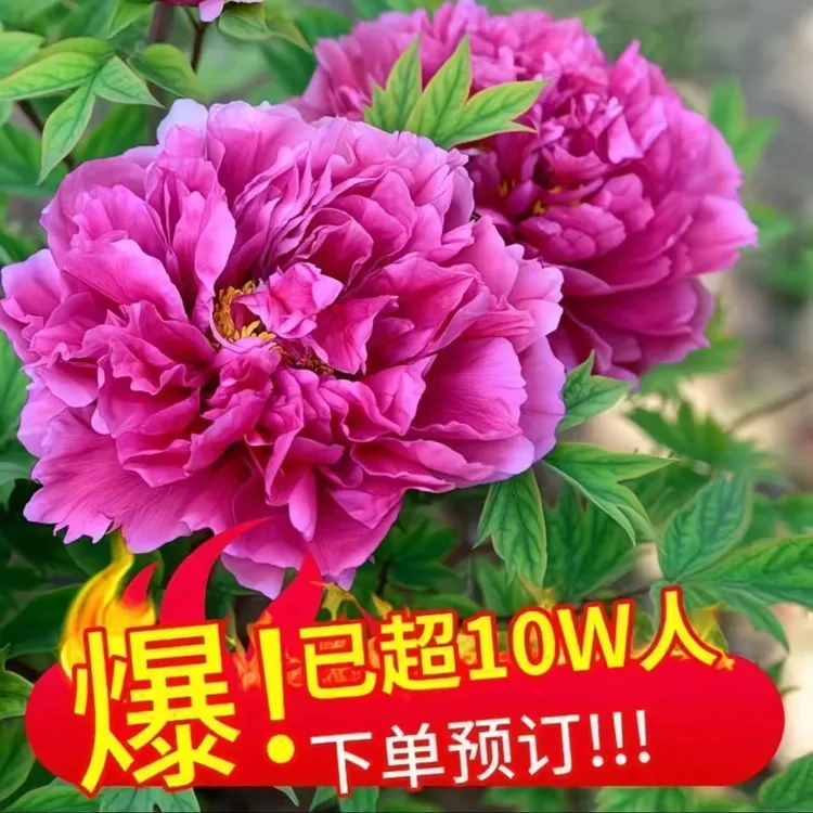 【带芽包】正宗洛阳重瓣牡丹花苗耐寒好养带花苞室内外庭院种植