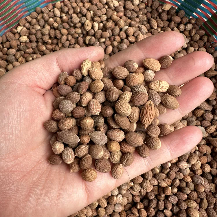 河南山里山货2025新自采正宗野生四季酸枣核柿子里面有酸枣仁药