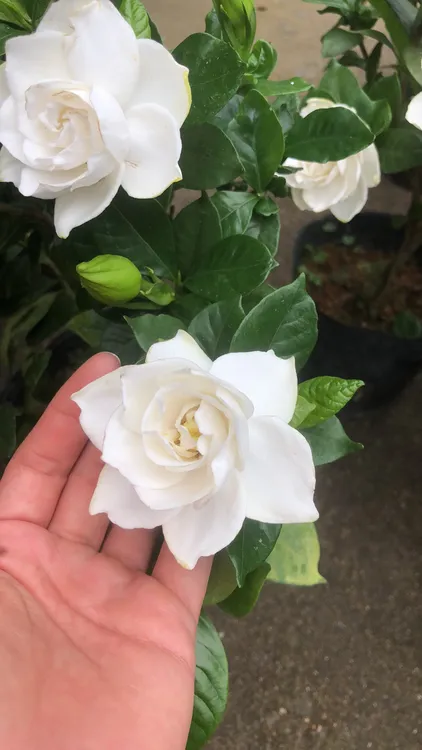 法莲栀子花原盆原土纯露天盆栽种植福建版浓浓奶香可多季