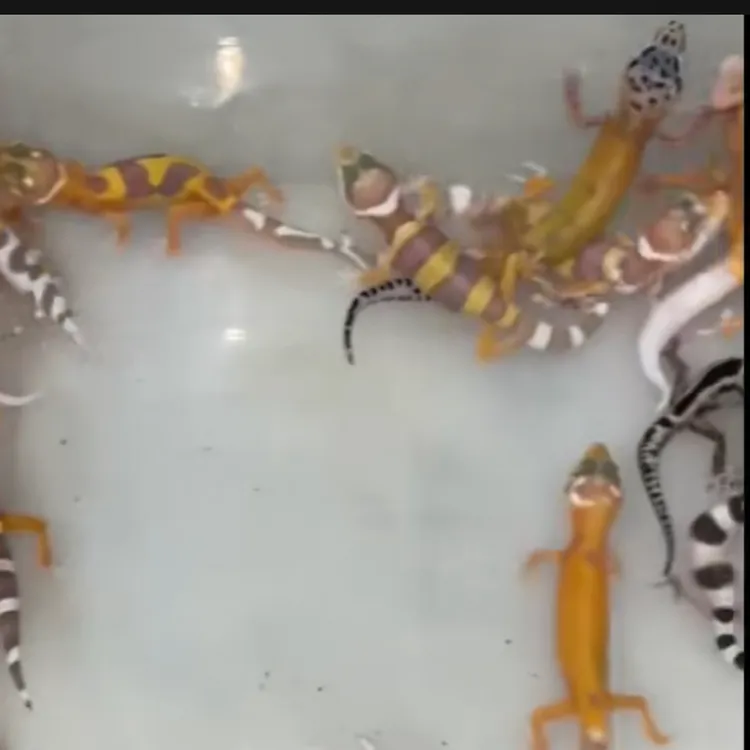 温顺可爱好养的豹纹守宫活体爬宠爬宠专用饲养适合新手当桌面宠物