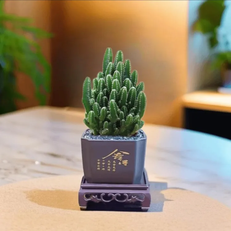 万重山仙人掌多肉植物花卉绿植盆栽阳台四季好养易活绿植仙人球