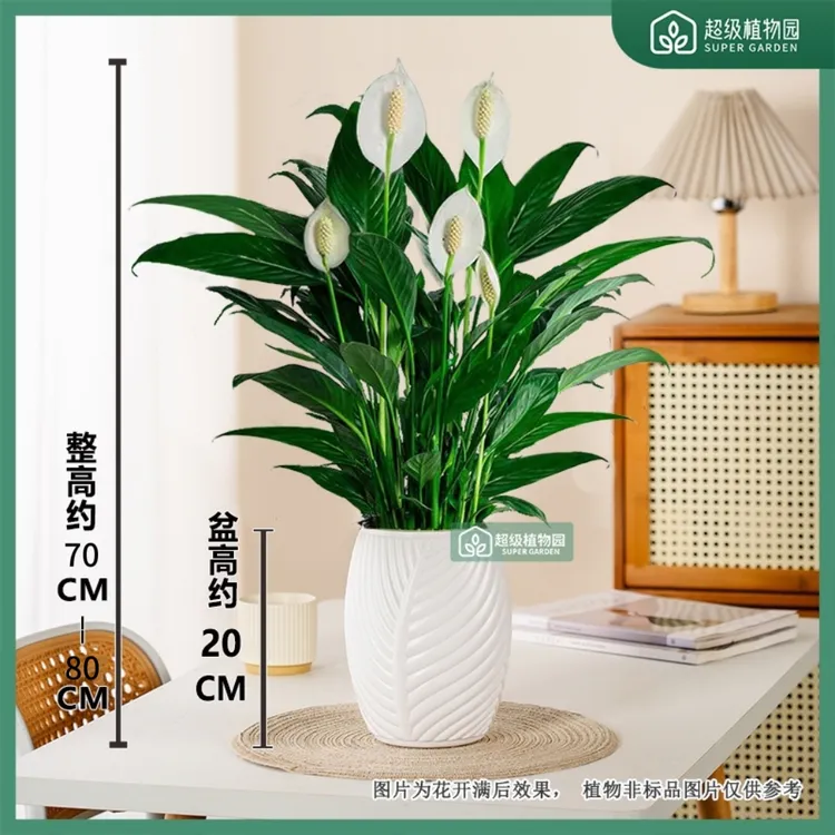 白掌水土培风顺绿植盆栽室内办公室好养四季开花盆栽70-80cm