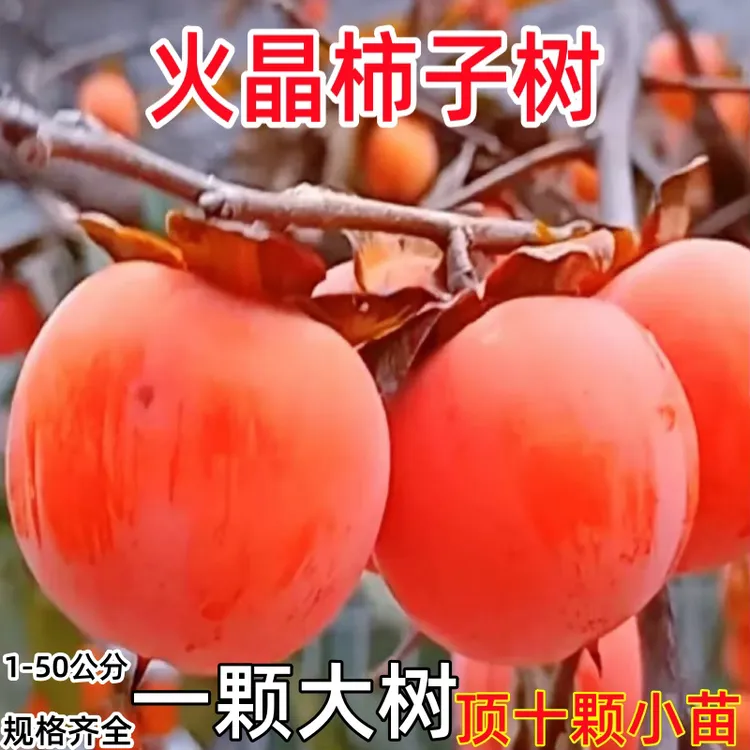 柿子树新品火晶柿子树苗耐寒老桩脆甜柿子南北方均可磨盘龙爪柿子