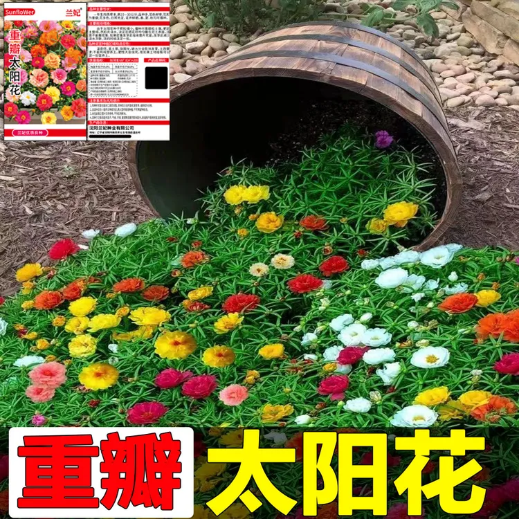 混色重瓣太阳花种子单瓣太阳花种子易活半枝莲阳台盆栽花卉种籽孑