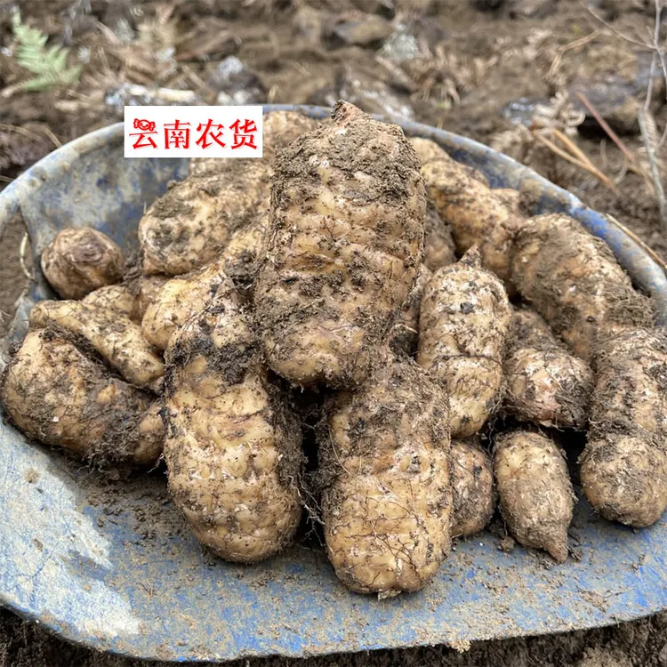 正宗小草坝天麻 中秋特惠 团圆必备 低糖食材 云南山里的天麻