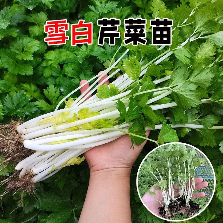 白芹菜种苗芹菜秧苗白杆芹菜种子雪白芹菜四季阳台盆栽种植