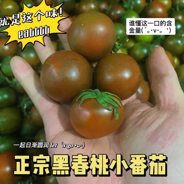 【自然成熟】现摘新鲜紫春桃黑西红柿黑番茄黑春桃儿童孕妇生吃水果
