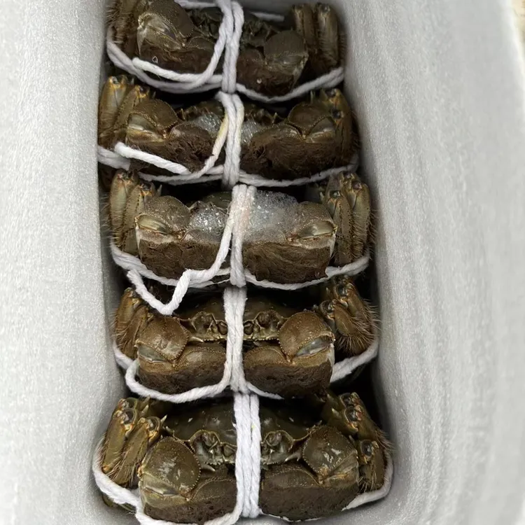 【活蟹】江苏大闸蟹母蟹2两拍8只送2只到手10只包邮发货